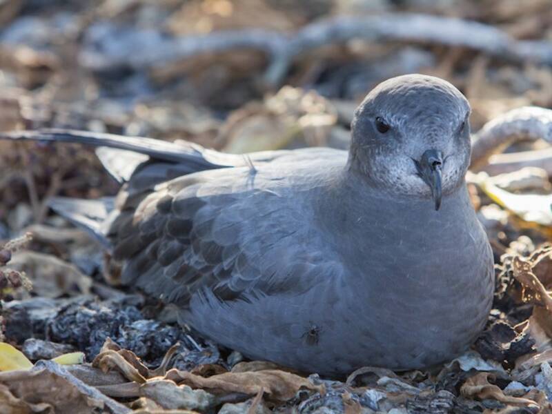 Murphy's Petrel, Photos 2