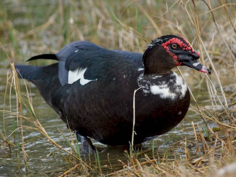 Muscovy Duck, Photos 4