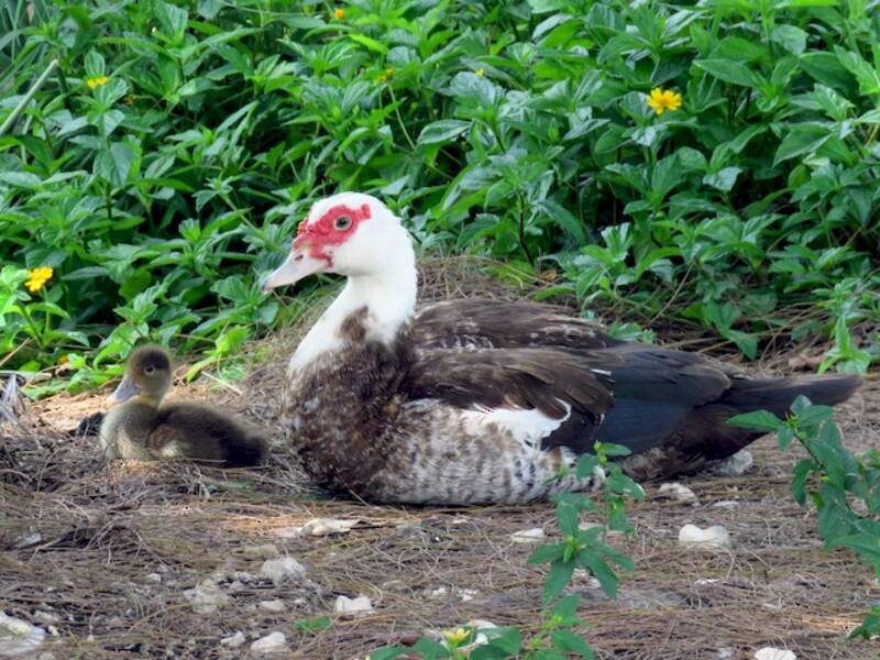 Muscovy Duck, Photos 3