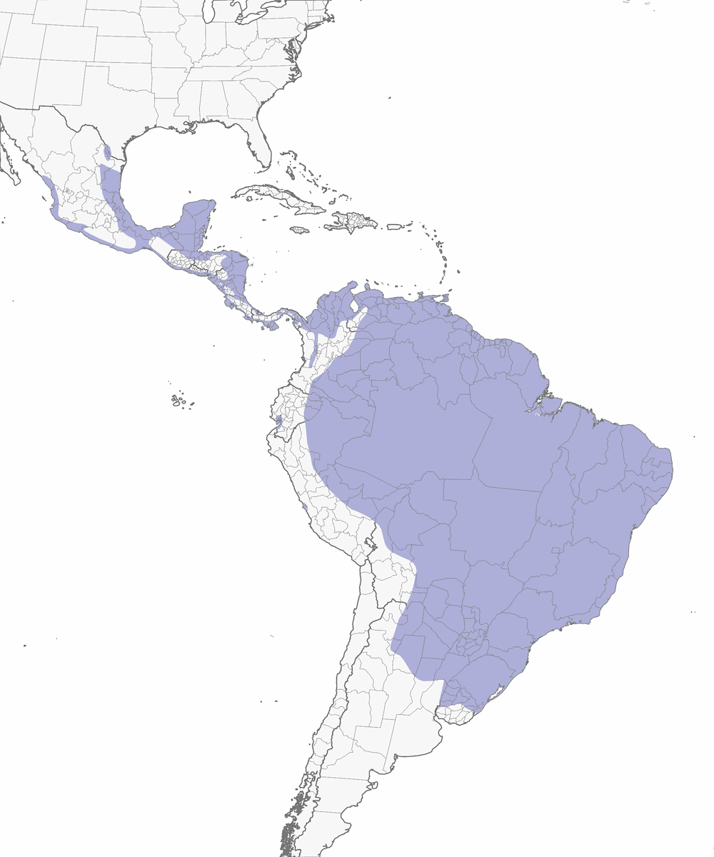 Muscovy Duck, Distribution 1