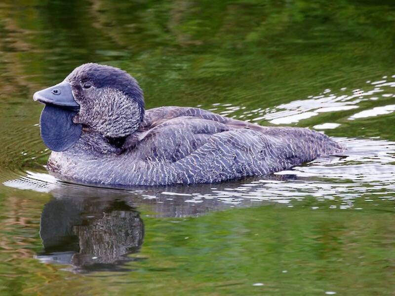 Musk Duck, Photos 3