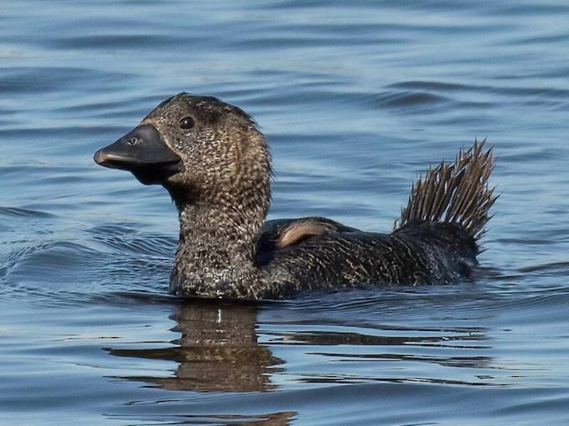 Musk Duck, Photos 4