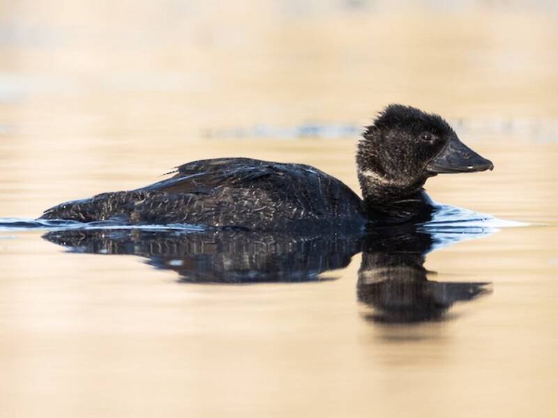 Musk Duck, Photos 2