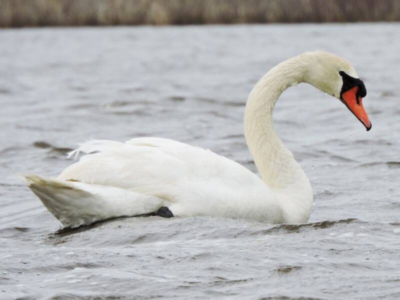 Cigno reale, Foto 3