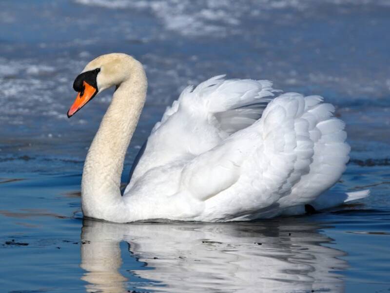 Cigno reale, Foto 2