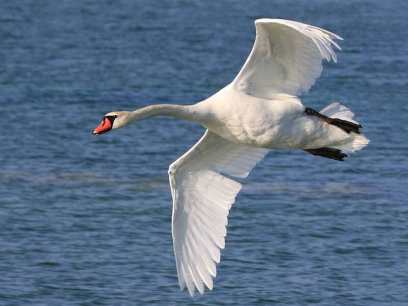 Cigno reale, Foto 4