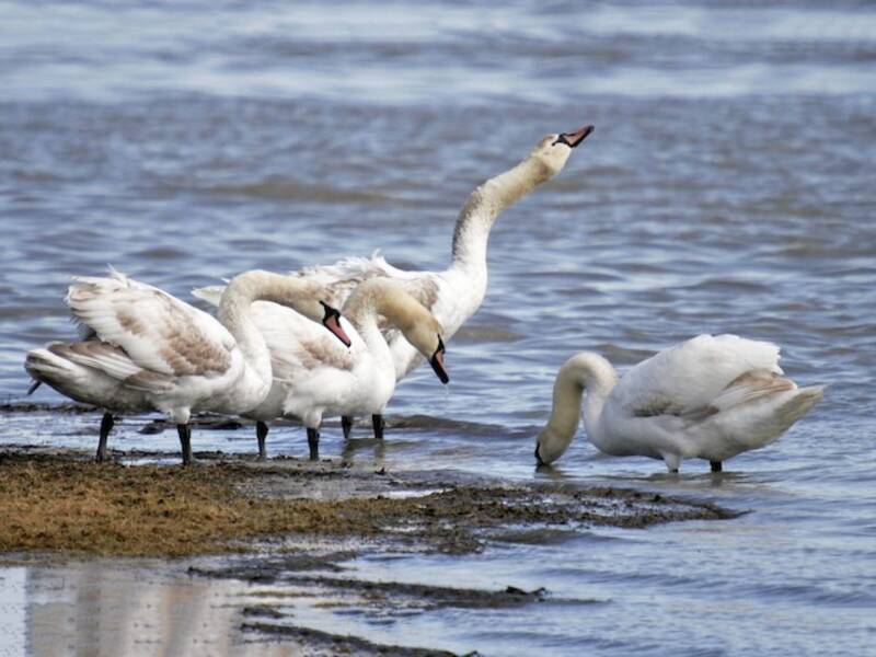 Cigno reale