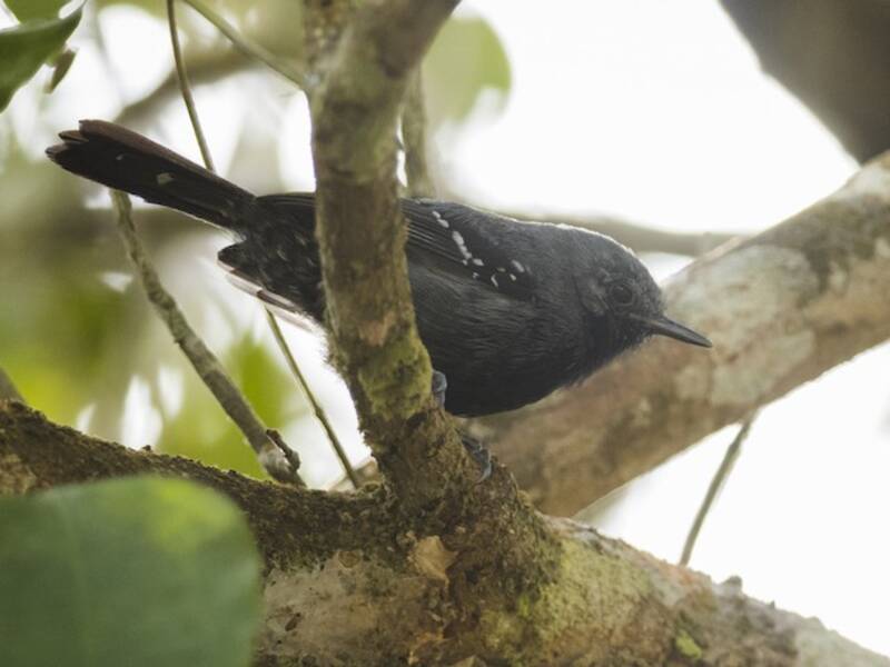 Scricciolo formichiero dal becco stretto