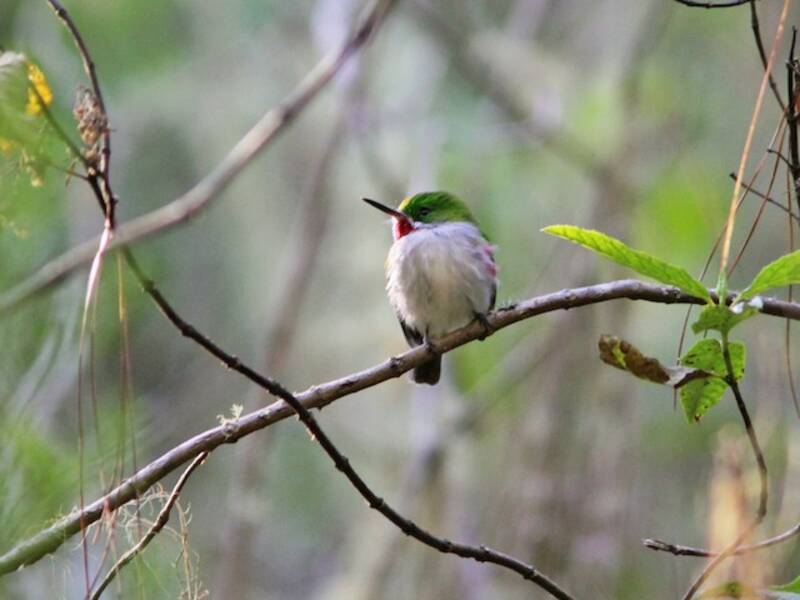Narrow-billed Tody