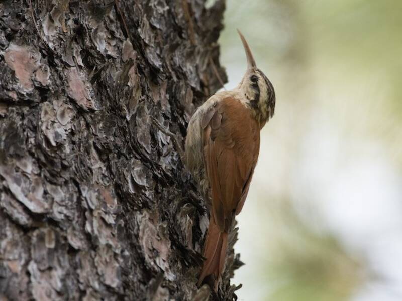 Narrow-billed Woodcreeper