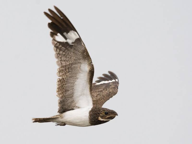 Nacunda Nighthawk, Photos 3