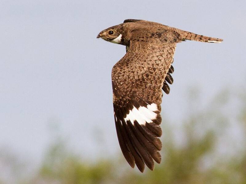 Nacunda Nighthawk, Photos 2