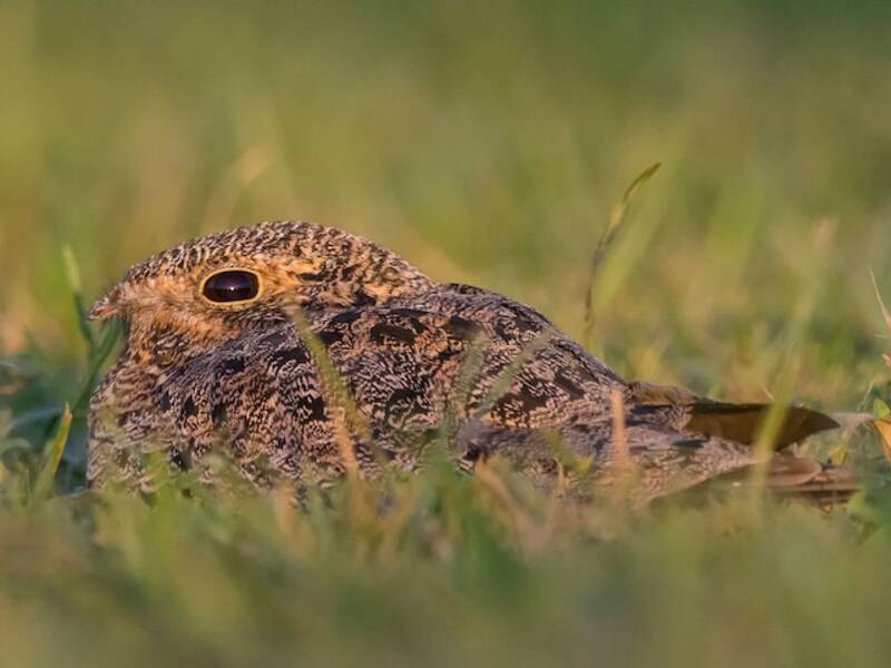 Nacunda-Nachtschwalbe