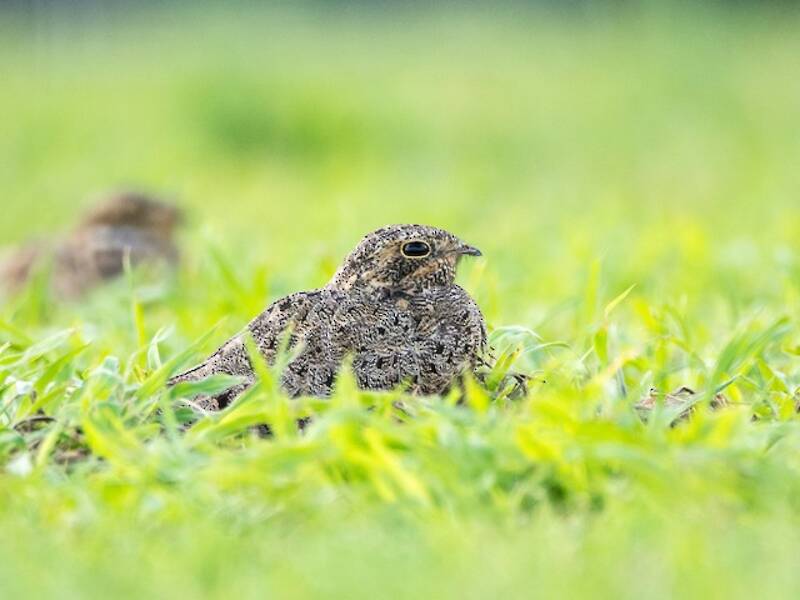 Nacunda Nighthawk, Photos 4