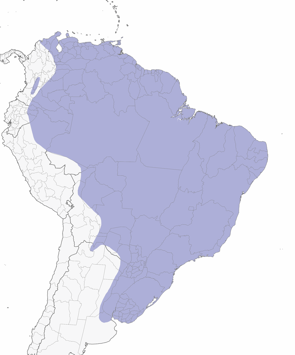 Nacunda Nighthawk, Distribution 1