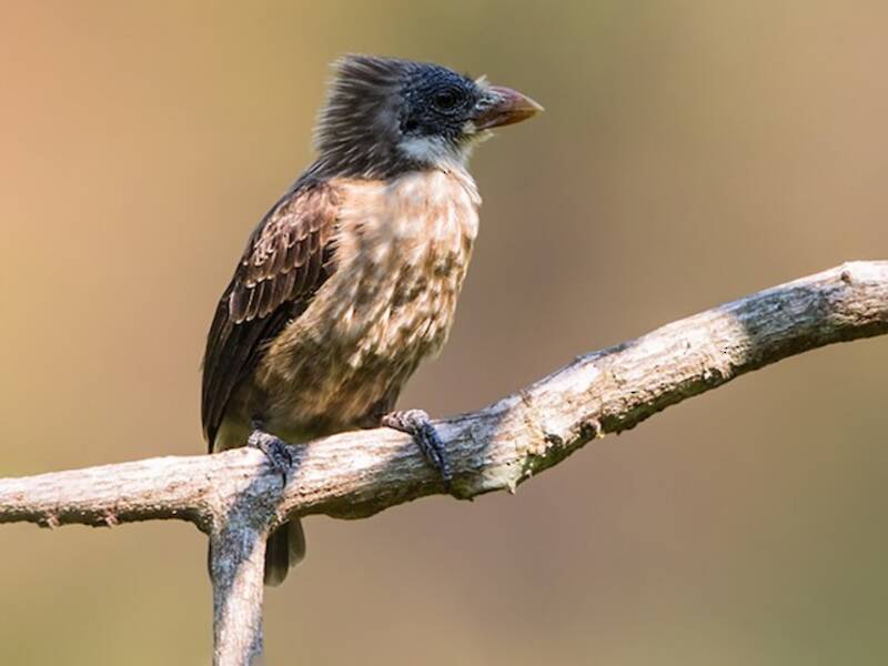 Nacktwangen-Bartvogel