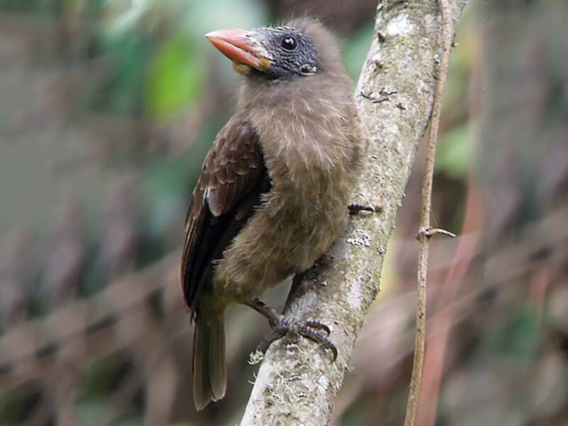 Nacktwangen-Bartvogel, Fotos 2