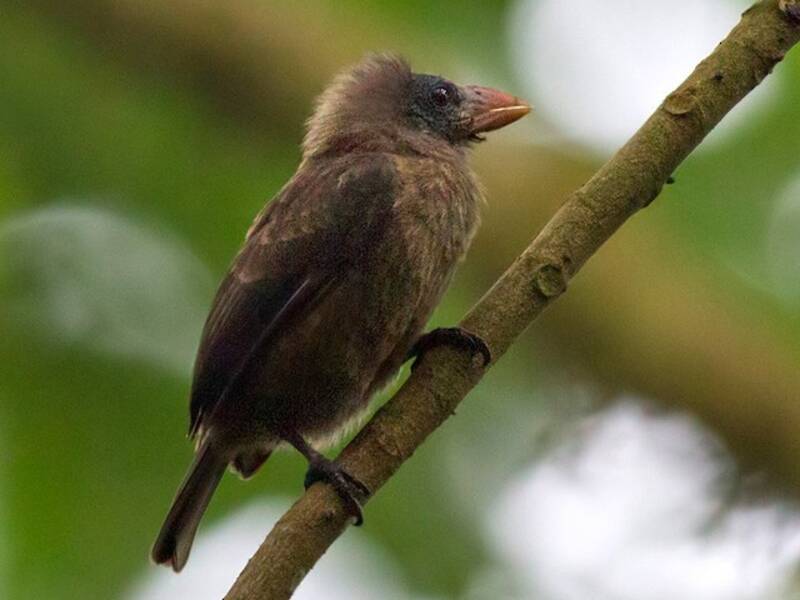 Nacktwangen-Bartvogel, Fotos 4