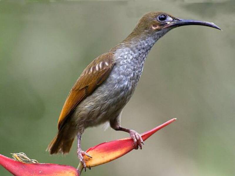 Naked-faced Spiderhunter, Photos 3