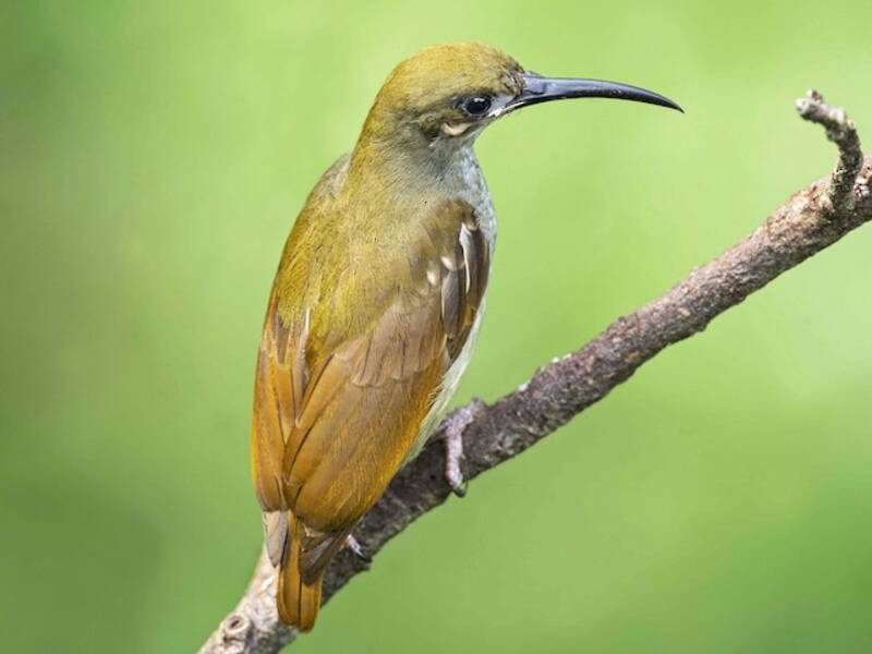 Naked-faced Spiderhunter, Photos 2