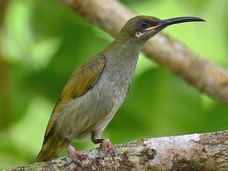 Naked-faced Spiderhunter, Photos 1