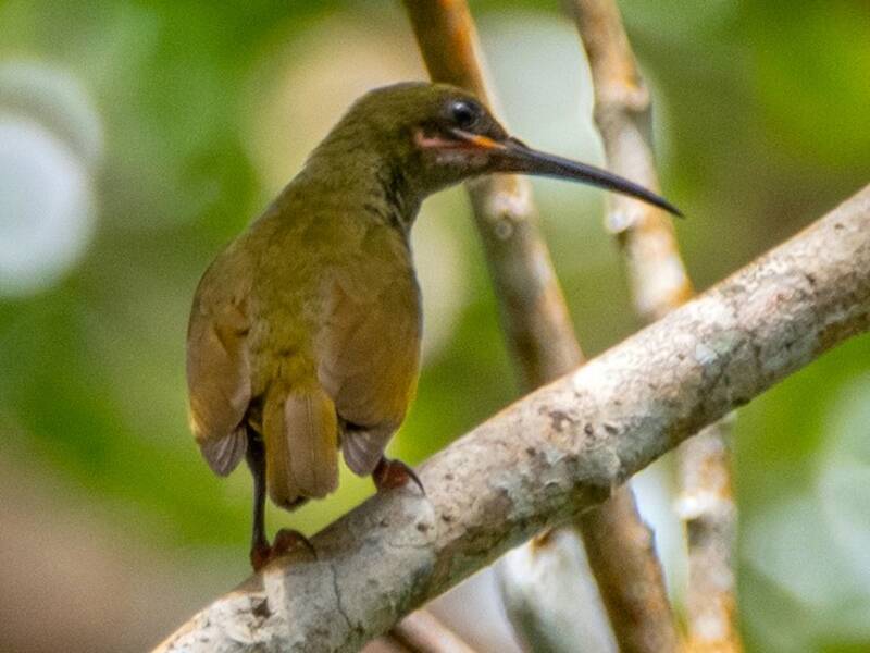 Naked-faced Spiderhunter, Photos 4