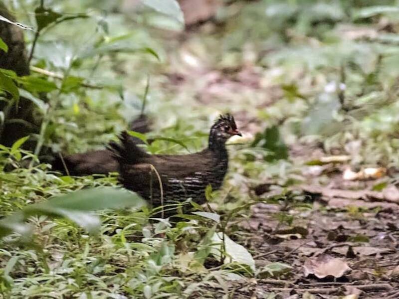 Nahan's Partridge, 照片 2
