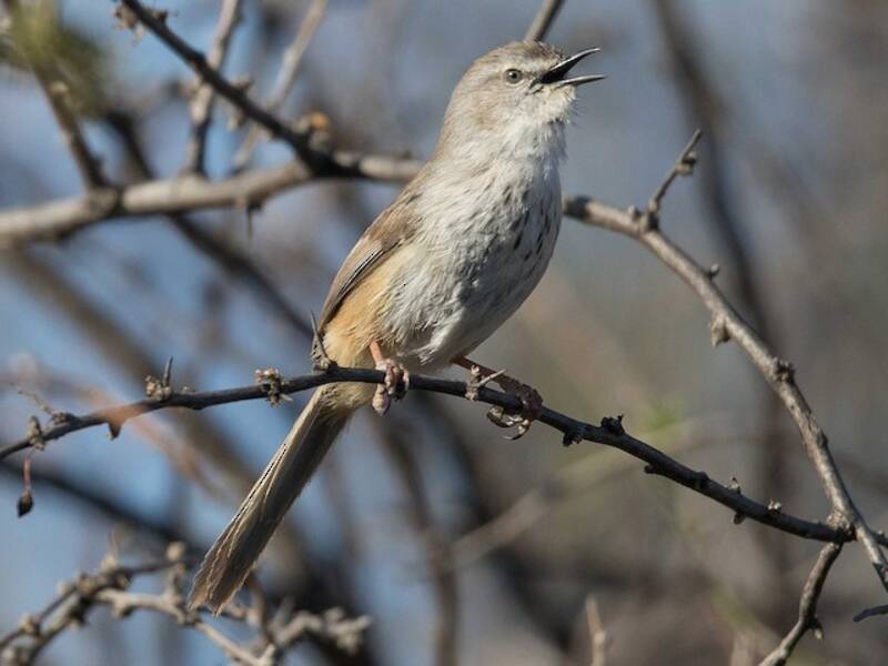 Prinia del Namaqua