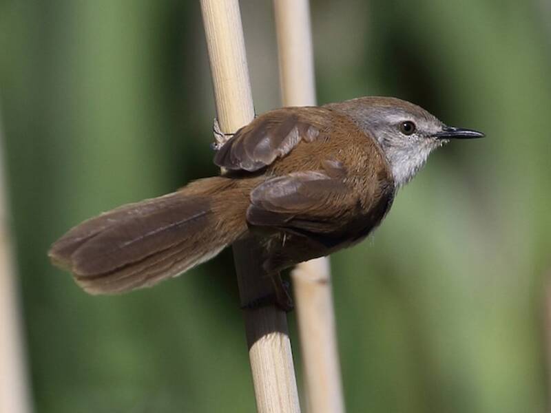 Prinia del Namaqua, Fotos 3