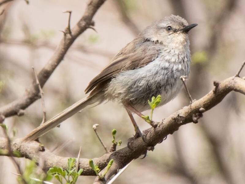 Prinia del Namaqua, Fotos 2