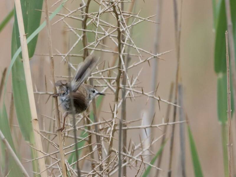 Prinia del Namaqua, Fotos 4