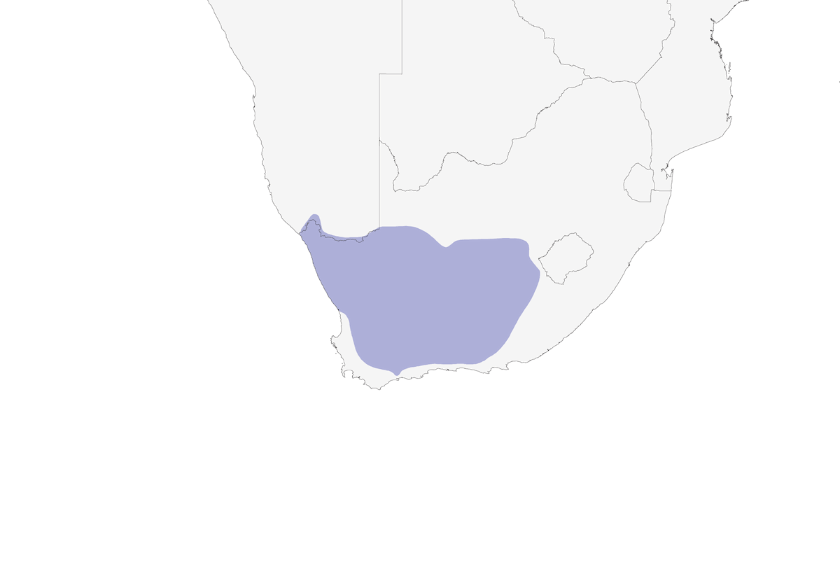 Prinia del Namaqua, Distribución 1