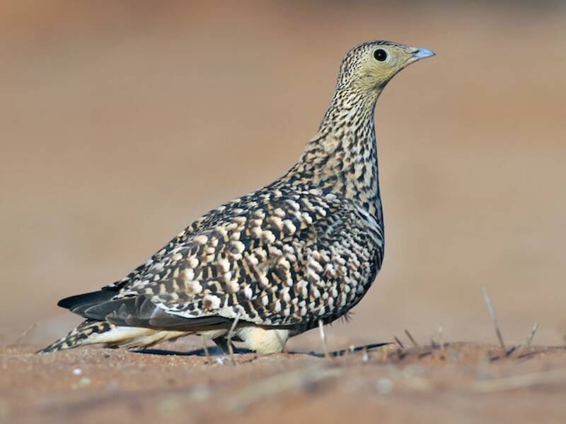 Namaqua Sandgrouse (Pterocles namaqua)