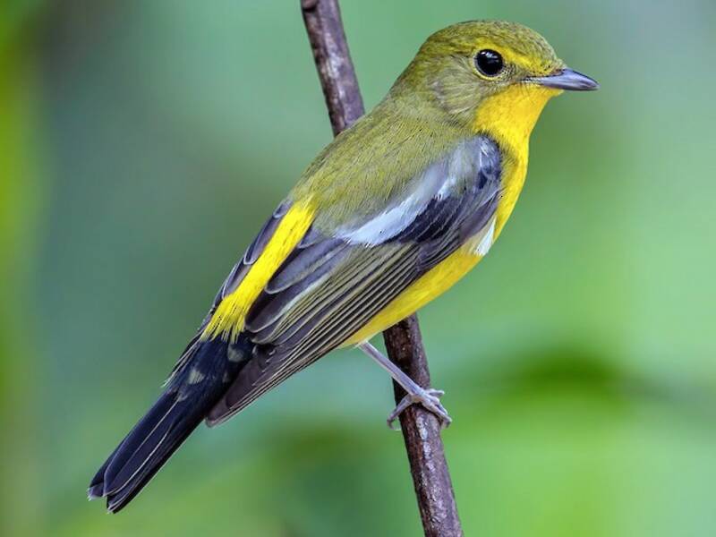 Green-backed Flycatcher, Photos 3