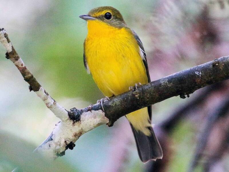 Green-backed Flycatcher, Photos 4