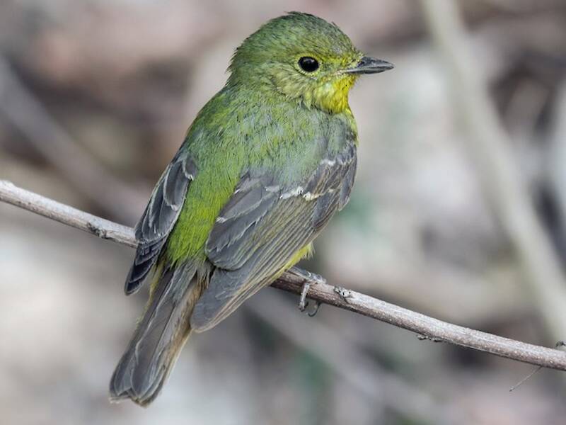 Green-backed Flycatcher, Photos 2