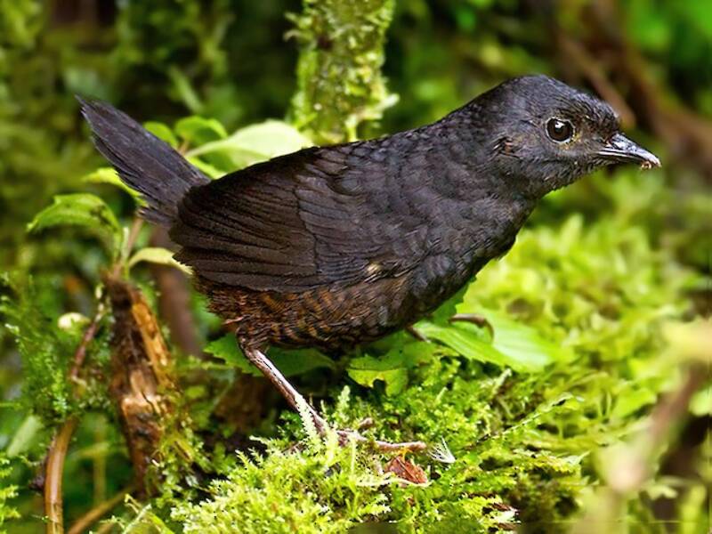 Tapaculo di Nariño, Foto 3