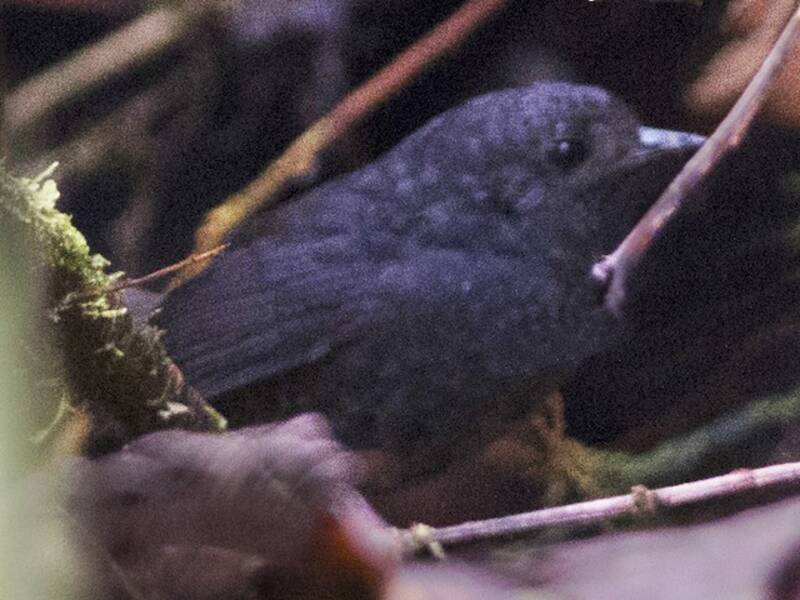 Tapaculo di Nariño, Foto 2