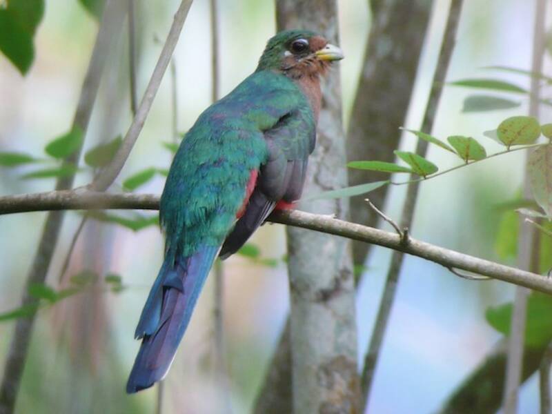 Narina-Trogon