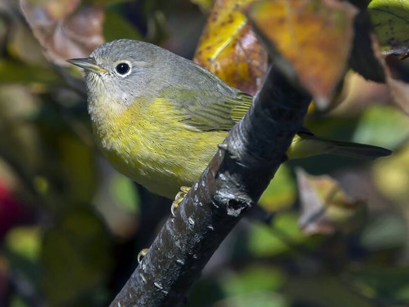 Nashville Warbler