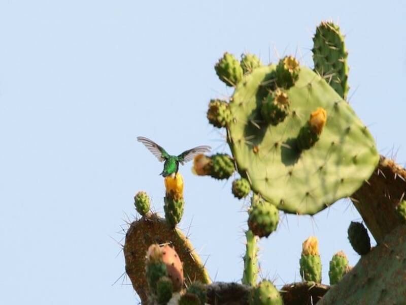 Colibri à queue étroite