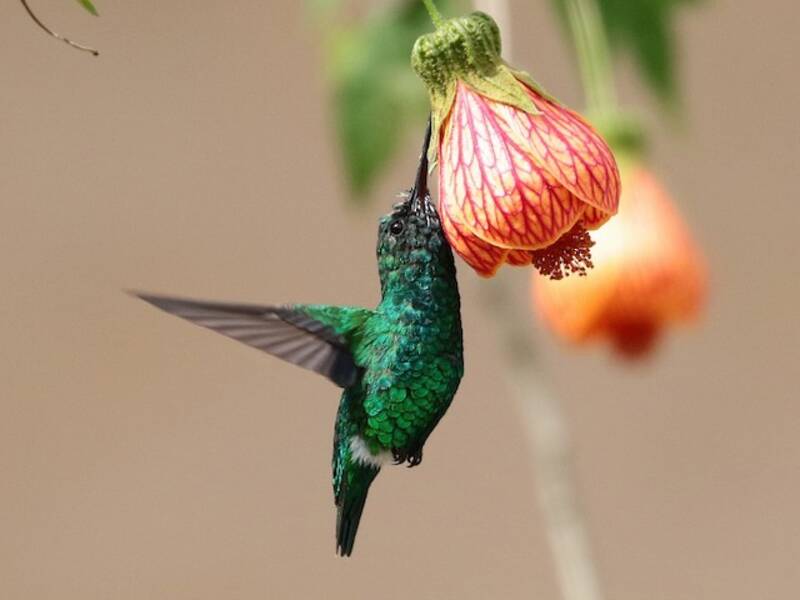 Narrow-tailed Emerald, 照片 3