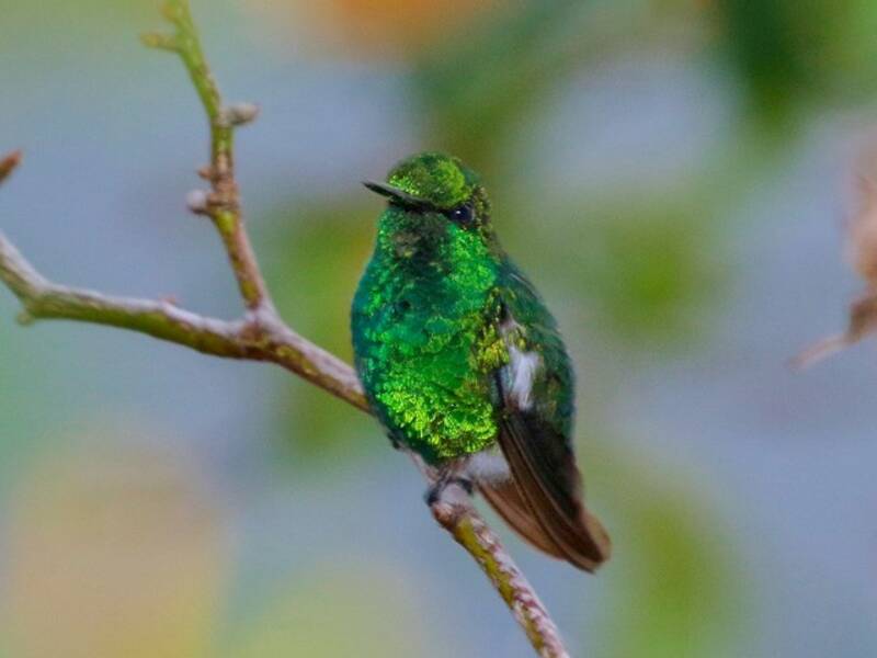 Narrow-tailed Emerald, 照片 4