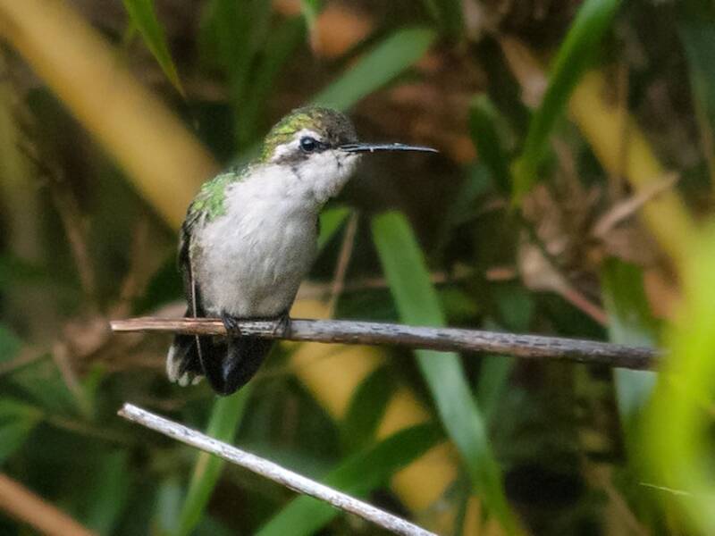 Narrow-tailed Emerald, 照片 2