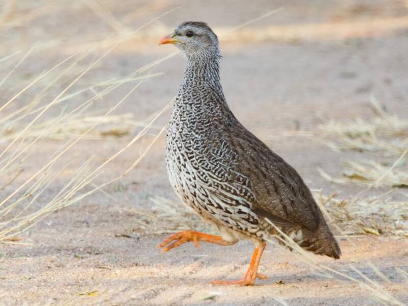 Natalspornhuhn, Fotos 4
