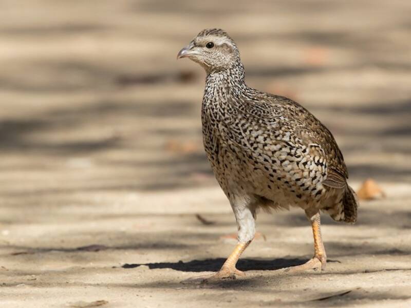 Natalspornhuhn, Fotos 3