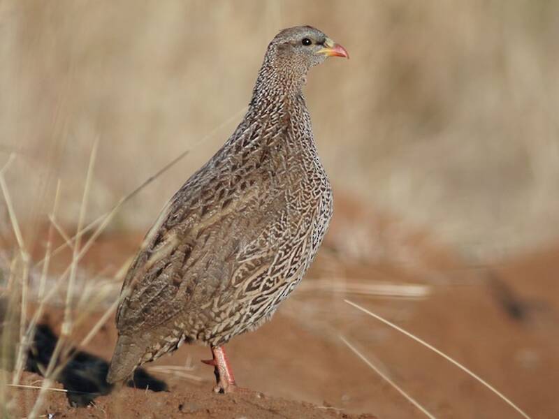 Natalspornhuhn, Fotos 2