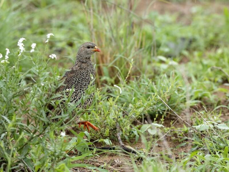 Natalspornhuhn