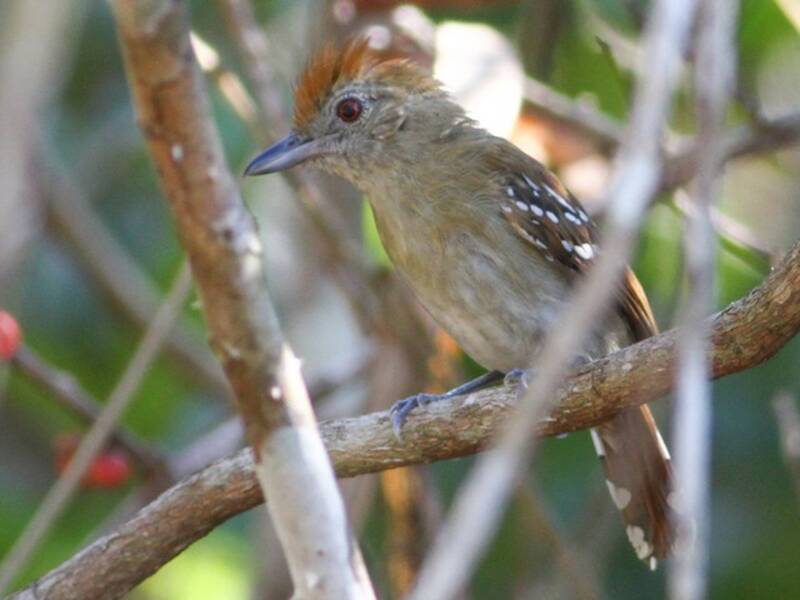 Natterer's Slaty-Antshrike (Thamnophilus stictocephalus)