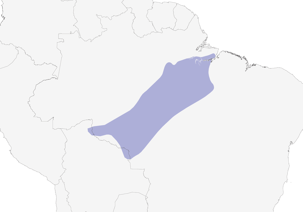Batara de Natterer, Distribution 1